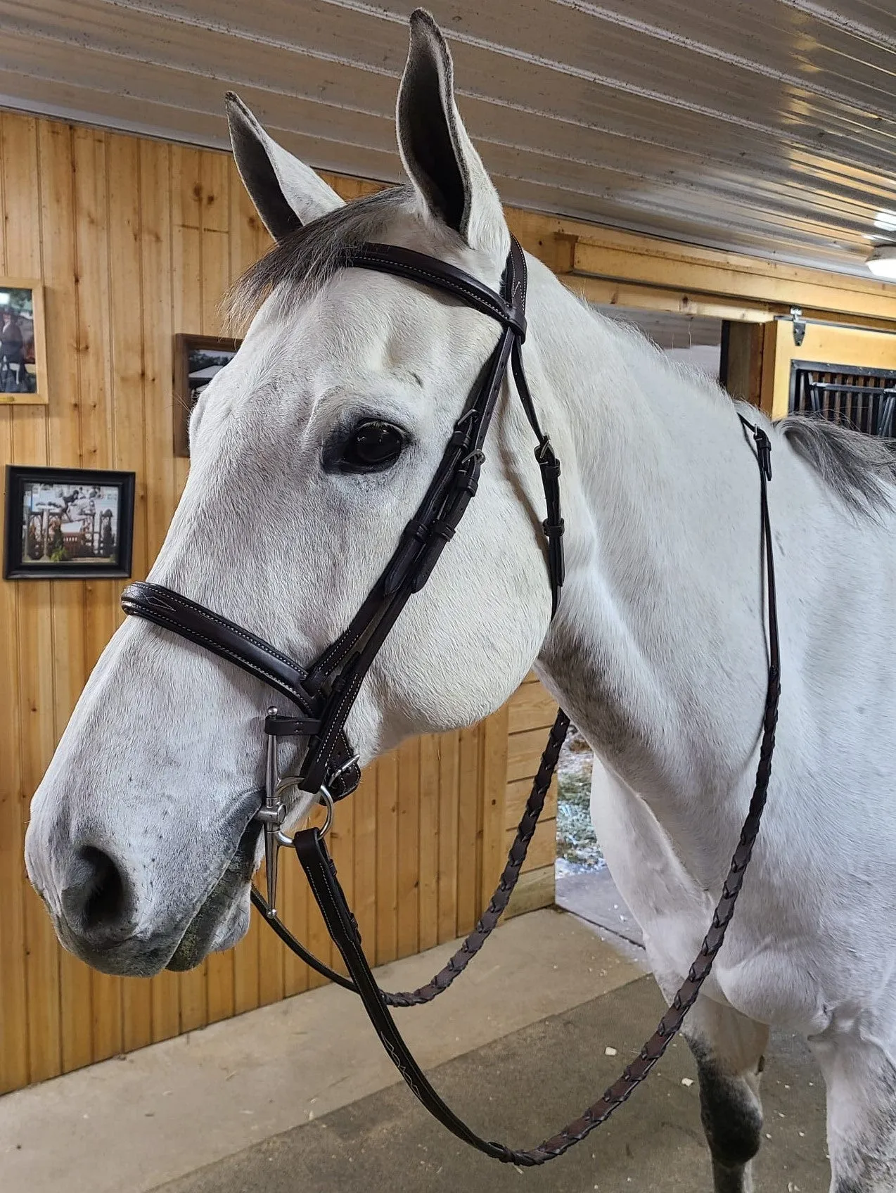 The In Gate Derby Bridle™ with Removable Flash and Laced Reins - FINAL SALE