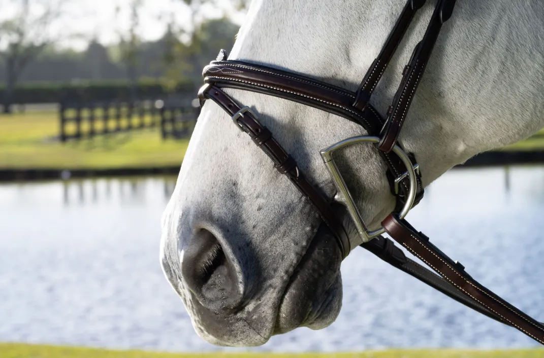 The In Gate Derby Bridle™ with Removable Flash and Laced Reins - FINAL SALE